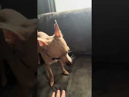 Adorable Chihuahua Plays on the Couch