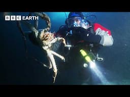 Marine Biologist Takes a RISKY Plunge into a Frozen Lake | BBC Earth Explore