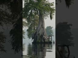 50,000 escaped slaves hid in this swamp #history #geography #ushistory #virginia