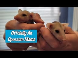 Officially An Opossum Mama! Even If It's For One Day