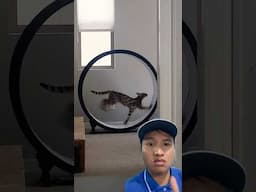 Strong Cat! Cat Viral ! My Reaction to This Amazing Clip! #ViralReaction #CatMusic #Reacts #shorts