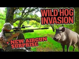 Airgun Hunting Action on Feral Hogs and Rabbits with a surprise!