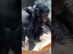Bonobo Daisy Up Close - Cincinnati Zoo #shorts