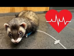 Simon’s Heart Emergency