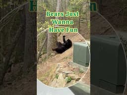 Bears Rumble #shorts #wildlife #naturelovers #blackbear