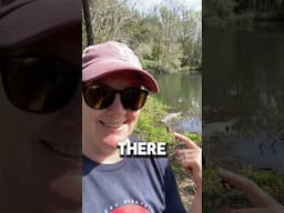 Watch your dogs 👀 First gator 🐊 of the year!  #floridalife