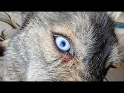 What Is Wrong With My Dogs Eyes?  Off to the Vet We Go!
