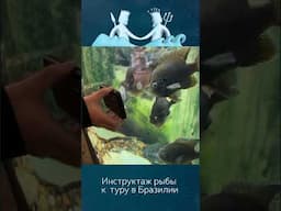 Закулисье Royal Safari. Идет подготовка к нашему туру в Бразилии.