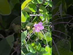 STUNNING & TOUGH NATIVE: Grow The WIldlife Attracting Jamaica Caper In Your Florida Garden! #garden