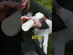 Meet Cookie the goat as I chat with Jade about the joys and challenges of keeping goats 🐐