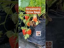 Strawberry Grow Bags #earlycrop #protectedcropping #containergrowing