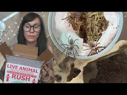 Outnumbered. *COMMUNAL* Baboon TARANTULA Unboxing!! Monocentropus balfouri from Fangz TV