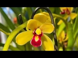 em tách trí vip, xích long,km, ts, vũ thanh, ngọc lan, tài lộc...đen rô chớp nụ, châu, kiều,nhan..