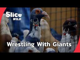 Inside Turkey's Camel Wrestling | SLICE WILD | FULL DOC