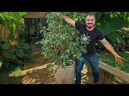 O SEGREDO para Plantar Jabuticaba em VASO e Colher MUITOS Frutos Rápido!