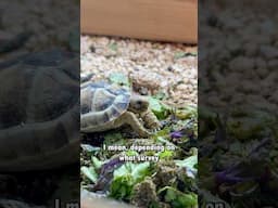 This tiny tortoise is about to go extinct