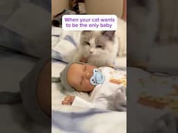 Cat Vs Reborn #rebornbaby #reborns #rebornroleplay #cat #cats #funnycats #aliyah #playborns #dolls