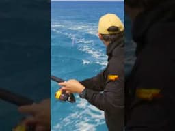 the Thrill of Catching Marlin on Fly!