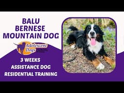 Balu the Bernese Mountain Dog | 3 Weeks Assistance Dog Residential Training