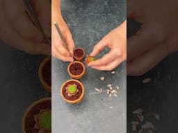 Easy Steps to Propagate Sempervivum! 🌵💚