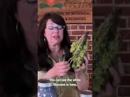 An interesting fact about Usnea and a tip on Identifying