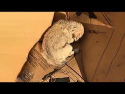 When He Woke Up, He Held His Head, Crying and Desperately Trying to Escape in Fear!