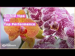 Growing Orchids | Volunteer Gardener