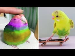 Smart And Funny Parrots Parrot Talking Videos Compilation (2025) - Cute Birds #23