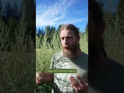 Mugwort’s Energetics: Warming, Drying & Relaxing