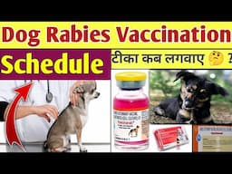 Rabies का टीका कब लगवाए 🤔 ? || Anti - Rabies Vaccination Schedule In Dogs || Dog Rabies Vaccination