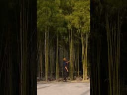 A Bamboo Forest Reveals a Magical Indie Cinema