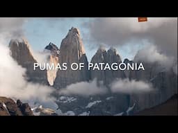Pumas of Patagonia