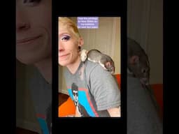 You’re not crying, I am #pets #petrats #rats