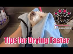 Tips for Drying Faster with Dino! – Coton de Tulear helps demo basic drying techniques!