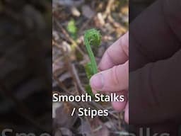 This Edible Fern is so Popular it Sells in Grocery Stores.