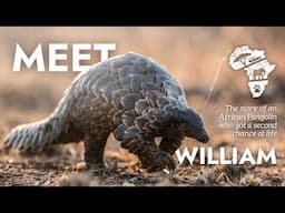 THE STORY OF WILLIAM | AFRICAN PANGOLIN RESCUE | WILD WONDERFUL WORLD CONSERVATION