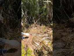 DOUBLE Breeding Ball Catch! Python Mayhem in the Glades