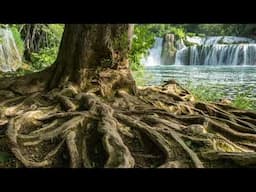 Rooted in God's Love