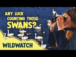 We've been counting swans and cutting reeds - but why? | WildWatch | Behind the scenes at WWT