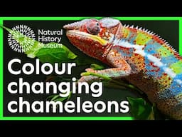 How do chameleons change colour? | Surprising Science