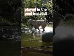 Tigress Charlota loves her pool 💦🐯 | FOUR PAWS | [SUBS]