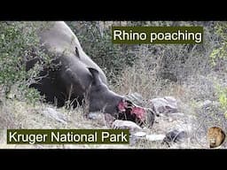 Rhino Poaching in Kruger National Park South Africa