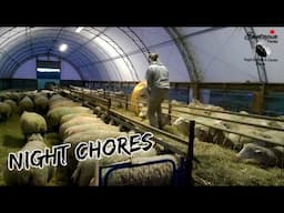NIGHT CHORES: Feeding Sheep After Dark