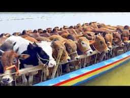cow unloading, cow videos, cow video, animal, big cow, goru hamba cow, Ep-219