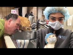 When Humans And Cats Are Next To Each Other 🤣 New Funny Cat Video 😹