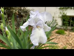 Late April Garden Tour!
