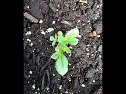 How To Get An Early Start On Your Dahlias, Planting Dahlia Tubers For Transplanting Outside