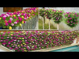 Top 3 Stunning Portulaca Mossrose Gardens to Elevate Your Home Garden!