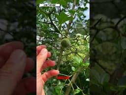 Trifoliate Orange (Poncirus trifoliata), also known as the “hardy orange” flying dragon #shorts