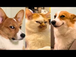 FUNNY AND CUTE CATS AND DOGS 😹🐶